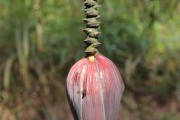 夢(mèng)到綠色的蛇，解讀夢(mèng)境中的神秘象征，綠色蛇的夢(mèng)境解讀，神秘象征的探索