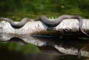 夢到魚死了，深邃的夢境與內(nèi)心的反思，夢境中的魚逝去，深邃的心靈反思