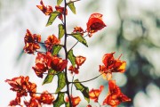 夢中的青蘋果，一段關(guān)于成長與希望的探索，夢中的青蘋果，成長之路上的希望探索