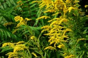 夢(mèng)到黃花，寓意與解讀，夢(mèng)到黃花的寓意與解讀