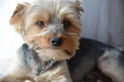 如何輕松注冊CKU，開啟你的犬類生涯，輕松開啟犬類生涯，CKU注冊指南