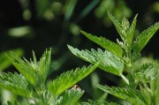 繽紛盆栽會員注冊攻略，輕松開啟綠色生活之旅，解鎖綠色生活，繽紛盆栽會員注冊全攻略