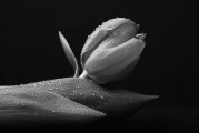 夢(mèng)中的白色老鼠，神秘之夢(mèng)的解讀