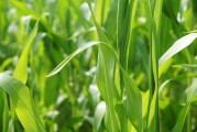 芝加哥大豆玉米價(jià)格下跌后反彈，卻遭美國(guó)降雨限制漲幅