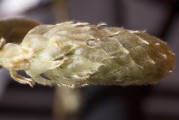 女人夢到摘核桃，解讀夢境的深層含義