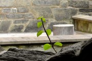 夢(mèng)到綠草，生命的希望與心靈的慰藉，夢(mèng)境綠草，生命的希望與心靈的慰藉