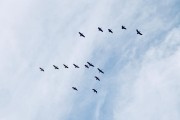 飛翔的夢(mèng)想——夢(mèng)到變成鳥的奇妙體驗(yàn)