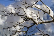夢(mèng)中大雪紛飛，厚雪之下的世界，夢(mèng)中大雪紛飛，厚雪之下的世界探索