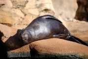 大魚吃小魚免費版游戲帶你暢游捕魚海洋，大魚吃小魚，免費捕魚海洋體驗