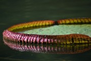 免費(fèi)植物大戰(zhàn)僵尸游戲——讓你享受無(wú)盡的種植與保衛(wèi)的樂(lè)趣，全球最經(jīng)典的免費(fèi)植物防御策略游戲，植物大戰(zhàn)僵尸
