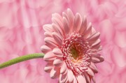 橙光游戲免費獲取鮮花——一個獨特的互動體驗，橙光游戲，通過花語互動，感受獨特的游戲魅力