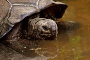夢(mèng)中釣魚奇遇，釣到神秘烏龜?shù)钠婊弥?，?mèng)中釣魚奇遇，釣到神秘烏龜?shù)钠婊弥? title=
