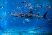 夢中魚海，寓意何在？，夢中魚海，寓意之謎