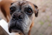如何查詢(xún)注冊(cè)犬舍，CKU注冊(cè)犬舍查詢(xún)?nèi)ヂ?，CKU注冊(cè)犬舍查詢(xún)指南，全面攻略解析
