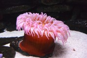 夢(mèng)到抓魚，豐收與希望的象征，夢(mèng)到抓魚，豐收與希望的象征