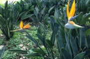 孕婦夢(mèng)到菠蘿蜜，寓意與解讀，孕婦夢(mèng)到菠蘿蜜的寓意與解讀