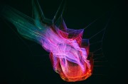 夢境中的小困擾——我的虱子夢，夢境中的小困擾，我的虱子夢