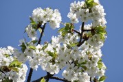 櫻花插件網(wǎng)站，邂逅春日浪漫，暢游花海中的數(shù)字世界