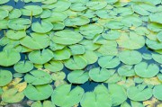 夢(mèng)到魚(yú)籽，生命與希望的象征，夢(mèng)到魚(yú)籽，生命與希望的象征