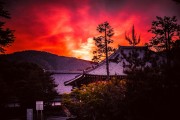 夢中的松樹——自然的守護者，夢中的松樹，自然的守護者
