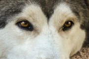 Snout Game: 一款讓你體驗(yàn)捕食樂趣的免費(fèi)游戲，抓野貓，享受免費(fèi)捕食游戲的樂趣