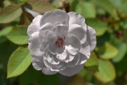 懷孕期間夢(mèng)到玫瑰花的寓意與解讀，懷孕期間夢(mèng)到玫瑰花的寓意與解讀
