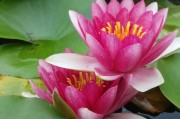 懷孕期間夢(mèng)到花蛇的寓意與解讀，懷孕期間夢(mèng)到花蛇的寓意與解析