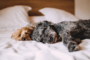 新生兒夢境的奇妙世界，他們究竟夢到了什么？，新生兒夢境的神秘世界，他們夢見了哪些奇妙景象？