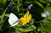 孕婦夢中花語——解析孕婦夢到花的含義，孕婦夢到花的含義解析
