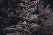 無限綠洲 - 免費游戲植物大戰(zhàn)怪獸的世界，無限綠洲，免費植物大戰(zhàn)怪獸的虛擬世界