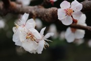 夢中樹開花，寓意何在？，夢中樹開花的寓意解讀