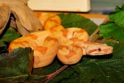 夢(mèng)到蛇，解讀其背后的征兆，夢(mèng)到蛇，解讀其背后的征兆與含義
