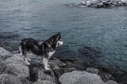哈士奇作為一種忠誠、活潑的犬種，深受人們喜愛。作為一款專門為哈士奇設計的網(wǎng)站插件，它不僅能夠幫助用戶更方便地管理和查看哈士奇的相關信息，還能提高用戶體驗。，哈士奇插件，讓您的養(yǎng)寵生活更便捷