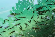 捕魚大師注冊攻略，輕松成為捕魚高手，暢享歡樂時(shí)光！捕魚大師注冊指南，快速晉升捕魚達(dá)人，盡享游戲樂趣