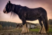 動物的游戲免費(fèi)世界，10款引人入勝的動物游戲，讓它們在游戲中尋找樂趣！