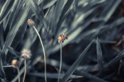 夢(mèng)中蜂影，一場(chǎng)與蜜蜂的奇妙邂逅