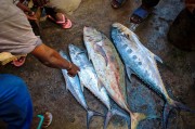夢中尋魚，一次難忘的捕魚經(jīng)歷，夢中尋魚，一次難忘的捕魚探險(xiǎn)經(jīng)歷