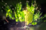 燕子翩飛入夢來——家中的溫馨與希望，燕子翩飛入夢來，家中的溫馨與希望