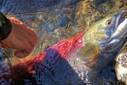 夢中魚影——釣魚魚跑的遐想，夢中魚影，釣魚與逃脫的遐想