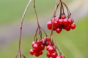 孕婦夢(mèng)到吃蘋(píng)果的寓意與解讀，孕婦夢(mèng)到吃蘋(píng)果的寓意與解析