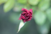 夢(mèng)中見證友情之花——我的朋友結(jié)婚之夢(mèng)，夢(mèng)中見證友情之花，我的朋友婚禮之夢(mèng)
