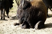 夢(mèng)到死牛的寓意與解讀，夢(mèng)到死牛的寓意與象征解讀