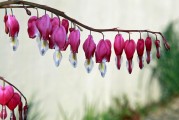 夢(mèng)境中的例假之謎，夢(mèng)境中的例假之謎解析