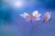 夢境中的月經(jīng)之謎，一次心靈與生理的交織體驗，夢境中的月經(jīng)之謎，心靈與生理的交織體驗