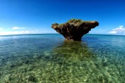 鯊魚游戲免費(fèi)下載，帶你體驗(yàn)最真實(shí)的海洋世界，鯊魚游戲下載，海洋世界的驚險(xiǎn)冒險(xiǎn)！