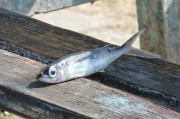 懷孕夢(mèng)到好多魚(yú)的寓意與解讀，懷孕夢(mèng)到好多魚(yú)的寓意與解析