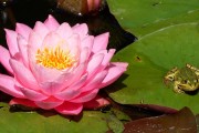 夢(mèng)中的神秘使者——青蛙的寓意，夢(mèng)中的神秘使者，青蛙的寓意