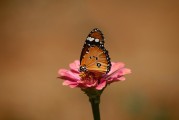 夢(mèng)中的白老虎，神秘之夢(mèng)的解讀，夢(mèng)中的白老虎，神秘夢(mèng)境的解析