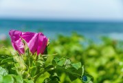 夢中淚落，情感之海
