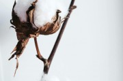 如何理解鐵鷹期權(quán)的策略特點(diǎn)？這些特點(diǎn)在實(shí)際操作中有何作用？